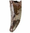 Tyrannosaurus Rex (T-Rex) Tooth - South Dakota #64913-1